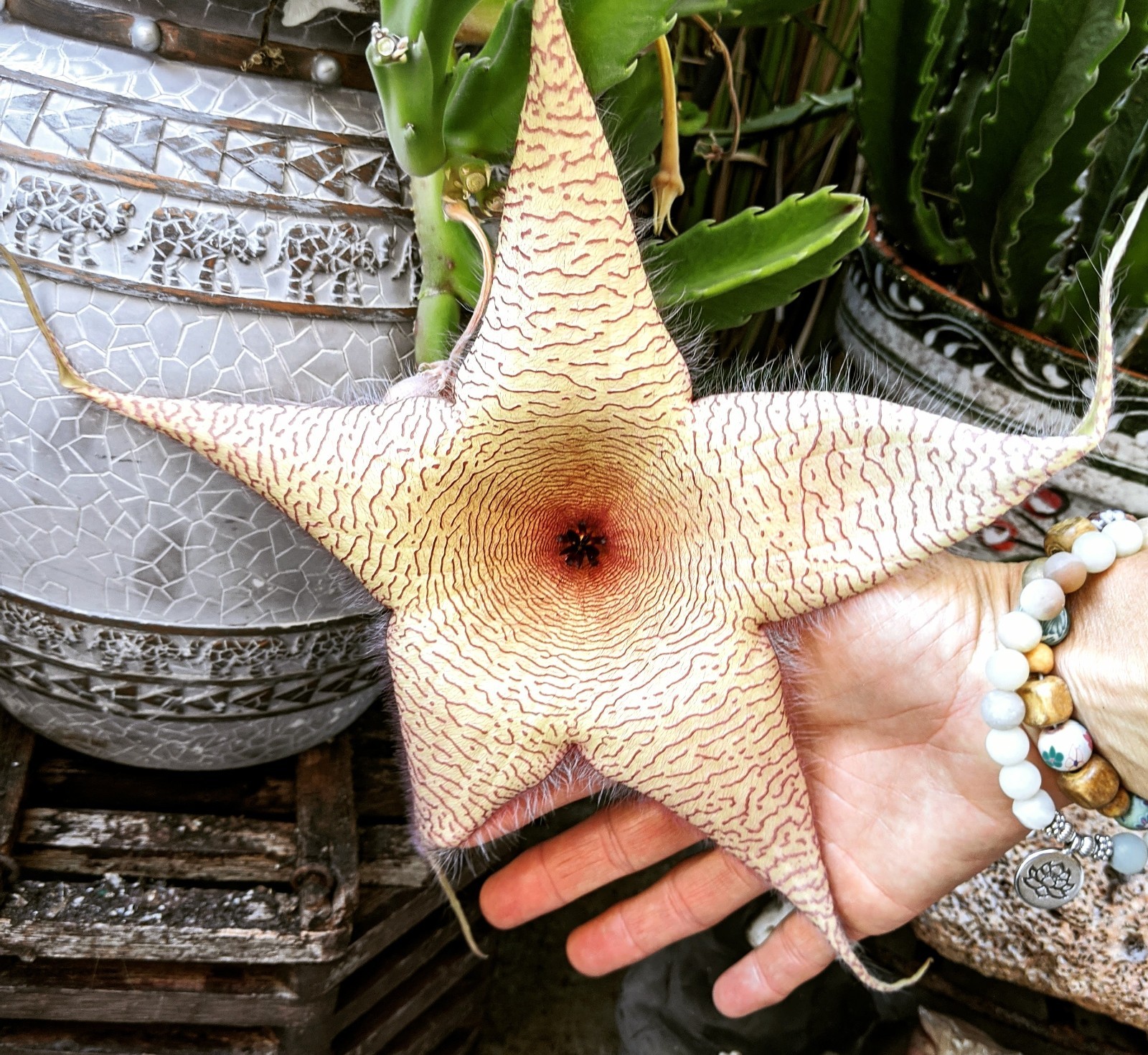 Star Fish Cactus Rooted No Soil Cutting Plant Stapelia Gigantea Live Plant