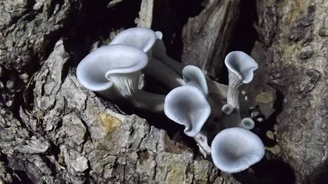 Blue Oyster Mushroom (Pleurotus Columbinus) Liquid Culture