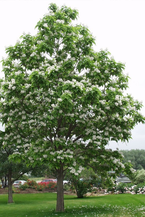 3 Northern Catalpa Tree 12-24″ Tall Catalpa speciosa Bare Root