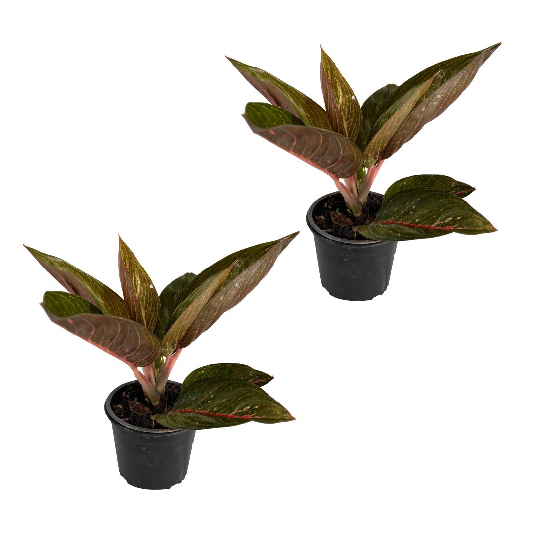 Aglaonema Siam (2pack) by LEAL PLANTS ECUADOR | Chinese Evergreen