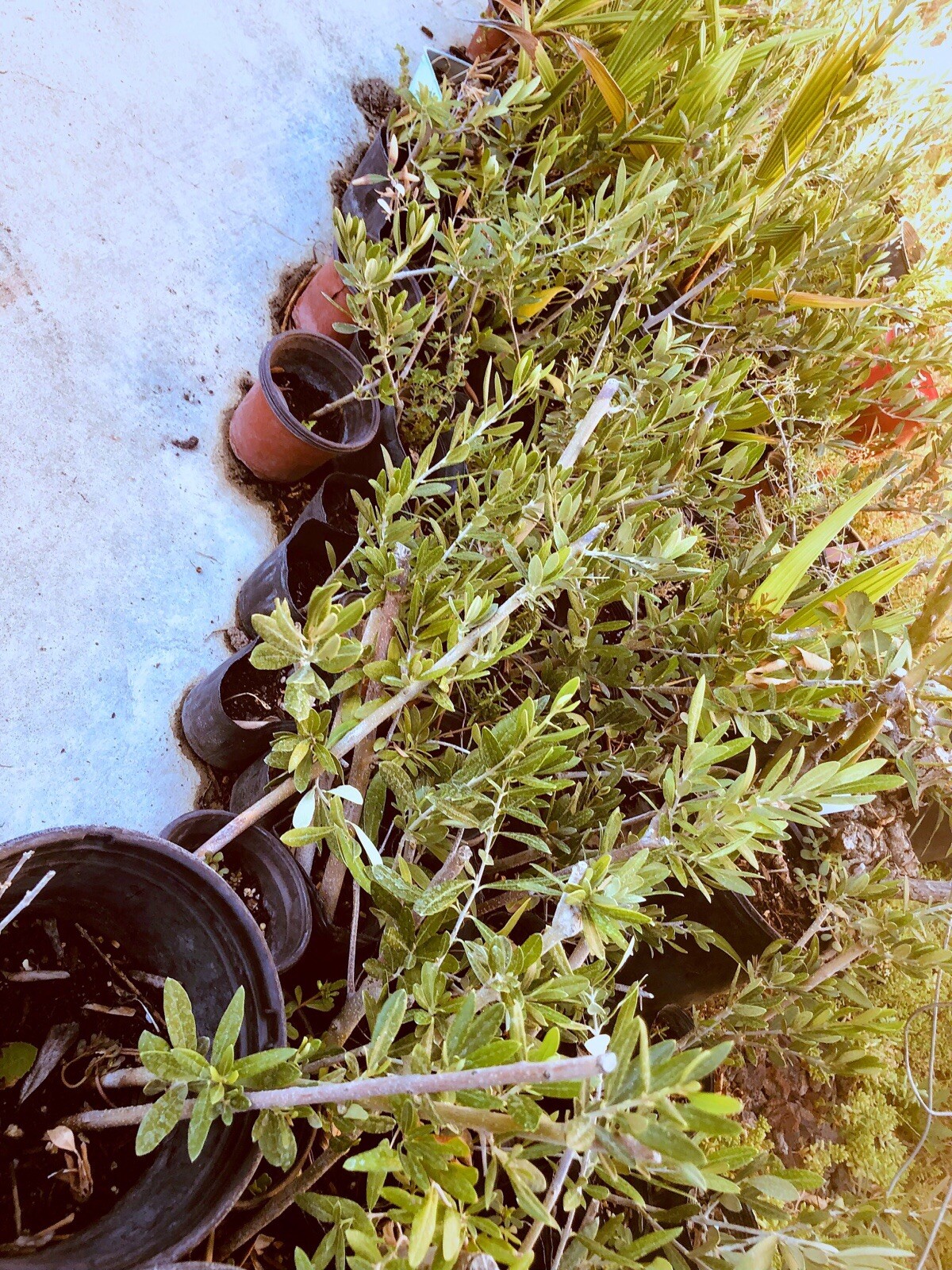 Olive Tree Live Plants Olea Europaea – 8 to 15in fully rooted cuttings