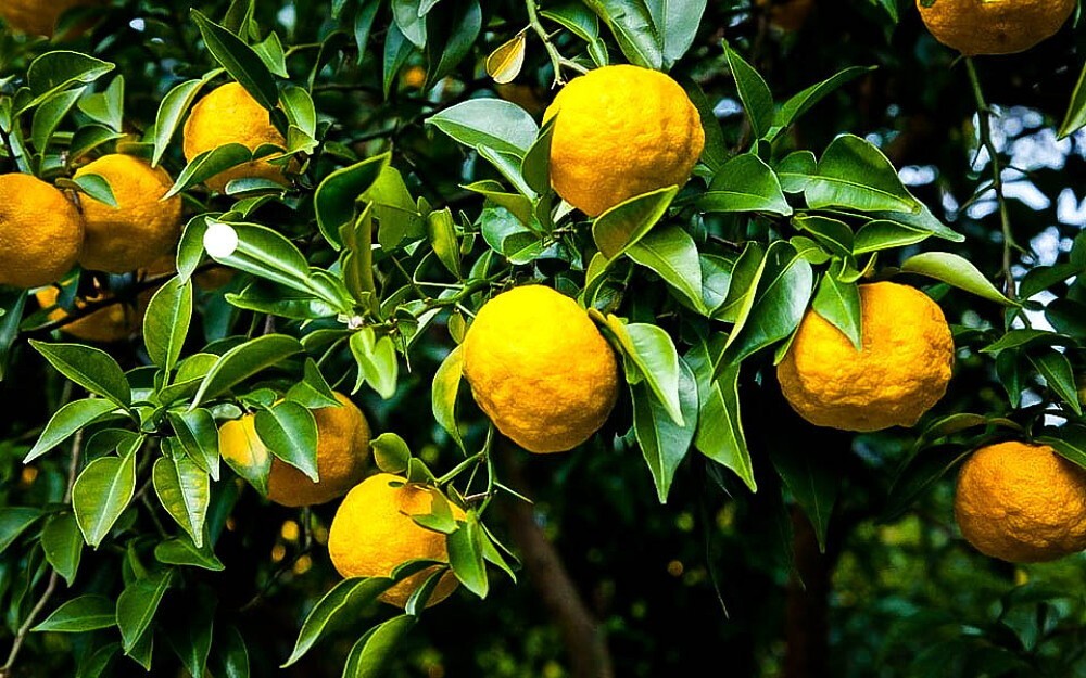 California only! Yuzu Semi-Dwarf Tree (24-36″ tall), grafted, No ship Az, Tx, Fl