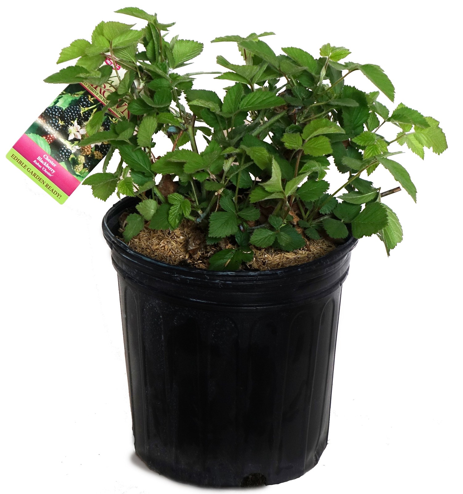 Green Promise Farms Rubus Chester Thornless Blackberry Edible-Shrub Blackberry