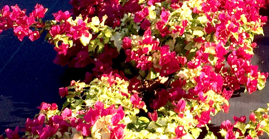 Well Rooted **SUNSTONE RED** Live Bougainvillea starter/plug plant*