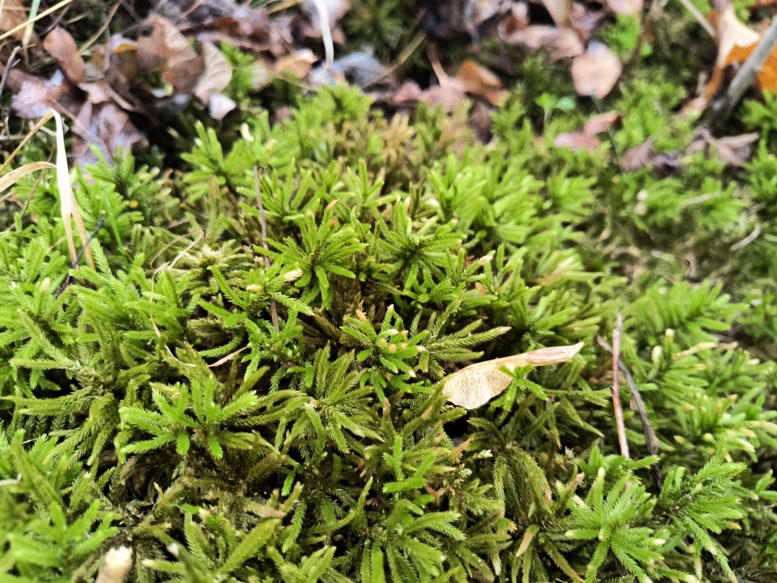 Bulk Large ClumpClimacium Tree Moss Live Moss for Terrarium Or Reptiles🦎