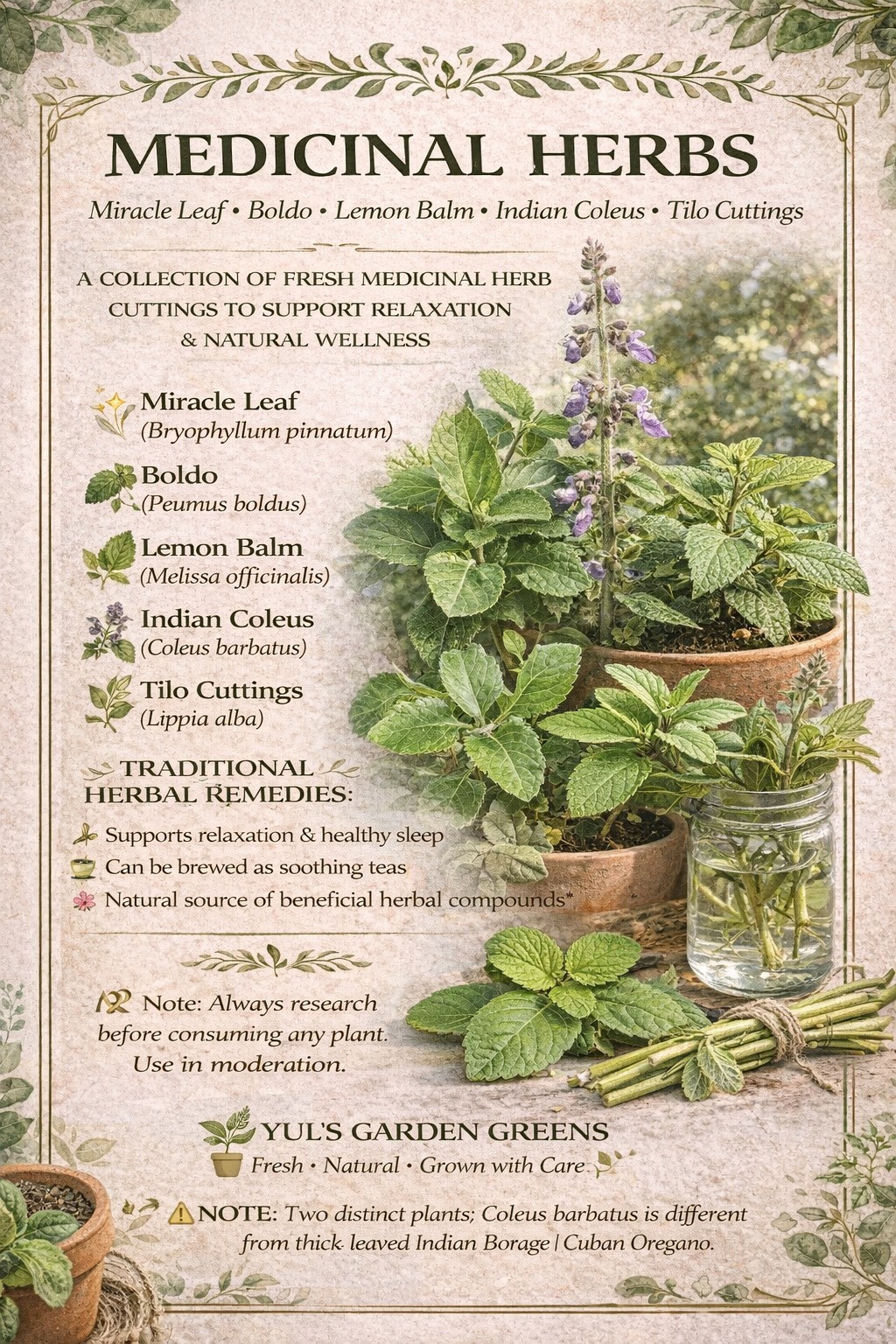 Medicinal Herbs Plants Bundle 5 Different Species Cuttings