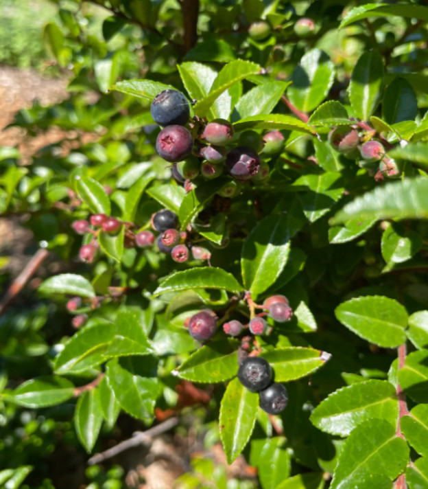 Set 2 Wild Huckleberry Plant – 3-6″ Tall – 3″ Pot – Native Edible Berry Shrub