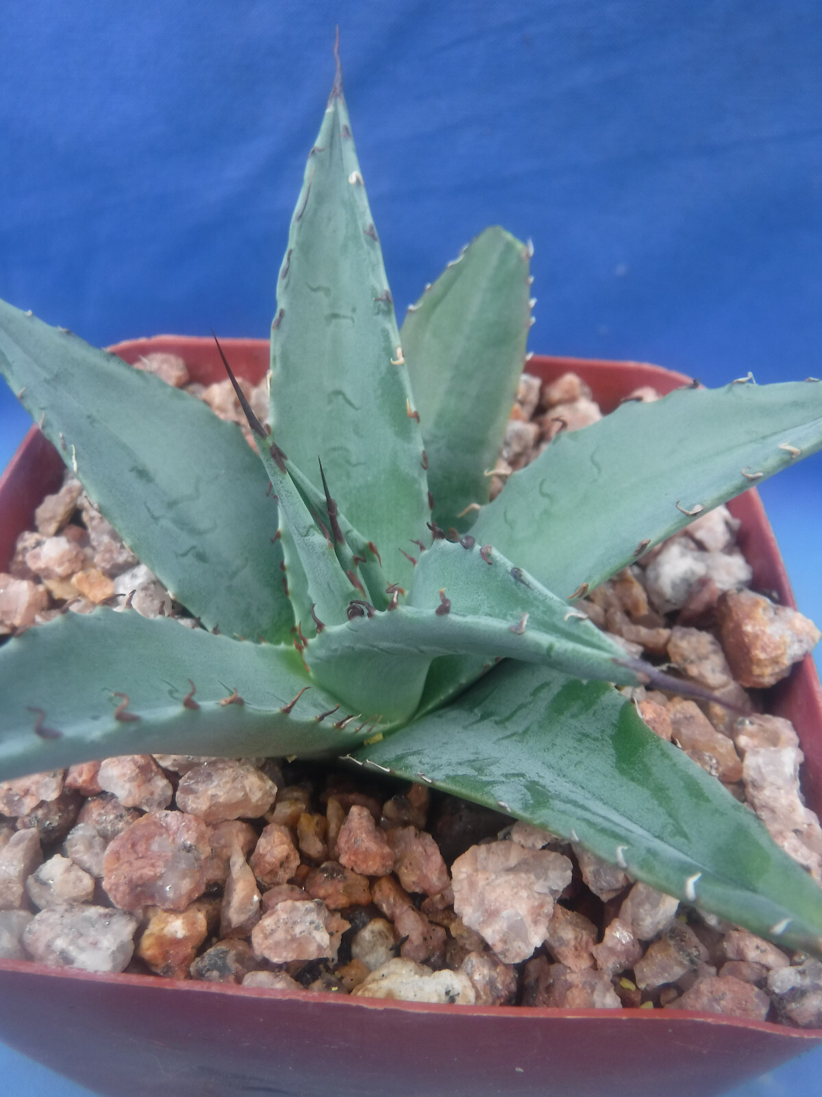 Agave ovatifolia x victoriae-reginae “Sho-Time” Starter Plant HYBRID 2.5″-3.5″