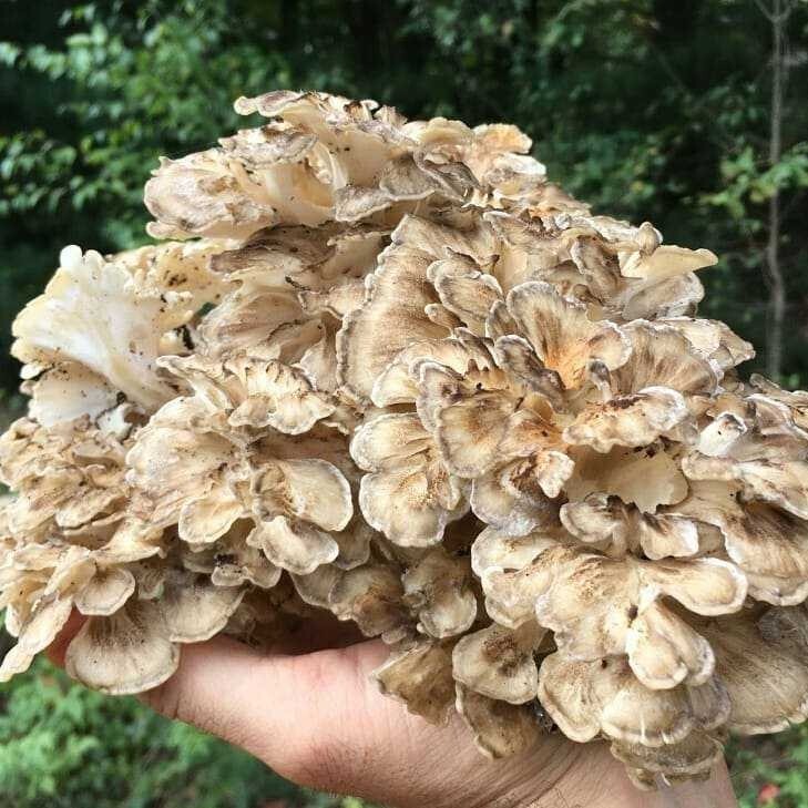 Seeds Mushroom Maitake Grifola Frondosa Mycelium Spawn Spores Organic Ukraine