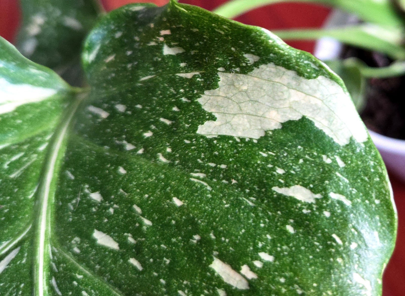 Rare Monstera Thai Starlight Mint 24″ Tall Aroid Not Philodendron Anthurium