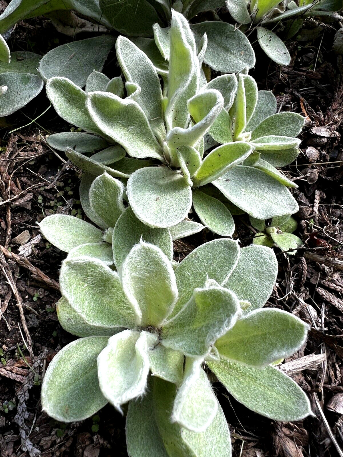 Rose Campion Heirloom Lychnis Coronaria Perennial Lot 5 Plants, Free Shipping