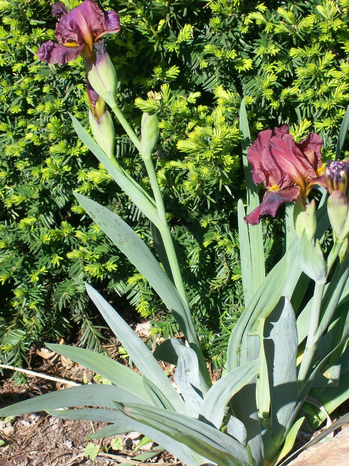 IRIS LIVE PLANTS RHIZONES WITH FLAGS SET OF 3 MIXED COLORS