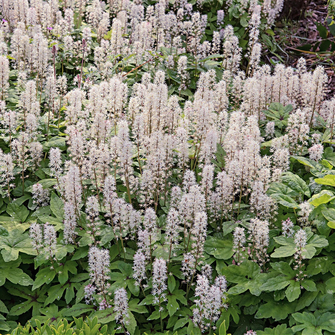 10 Foam Flower Bare Root Tiarella cordifolia