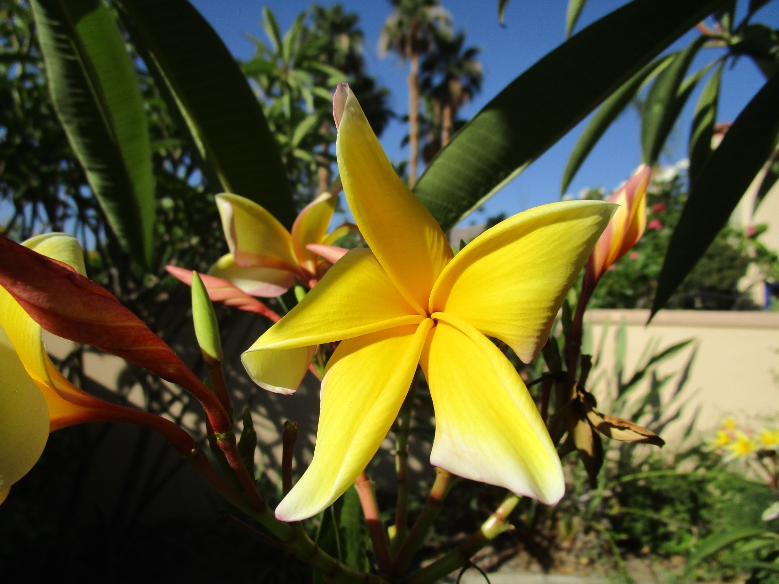 Plumeria cutting Aztec Gold 2- tip 8-10 inch tropical warm climates only