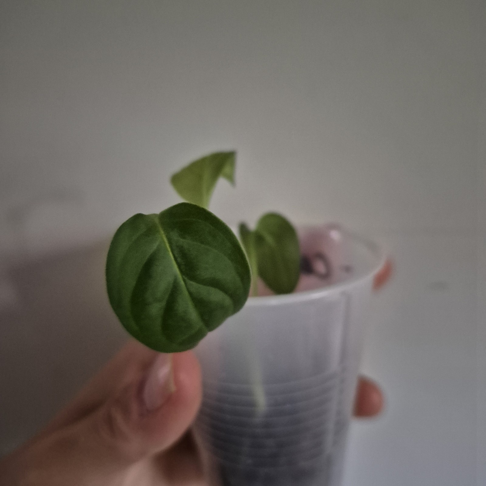 Philodendron Camposportoanum – Rooted Plant – Rare Plant 2.5 Inch