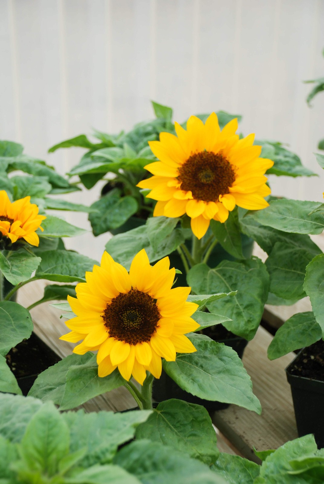 30 INCREDIBLE DWARF SUNFLOWER Helianthus Annuus Flower Seeds
