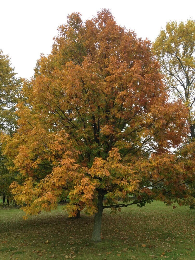 Chestnut Oak (4) TREES 13-18″ in (with a free Orange Tree)