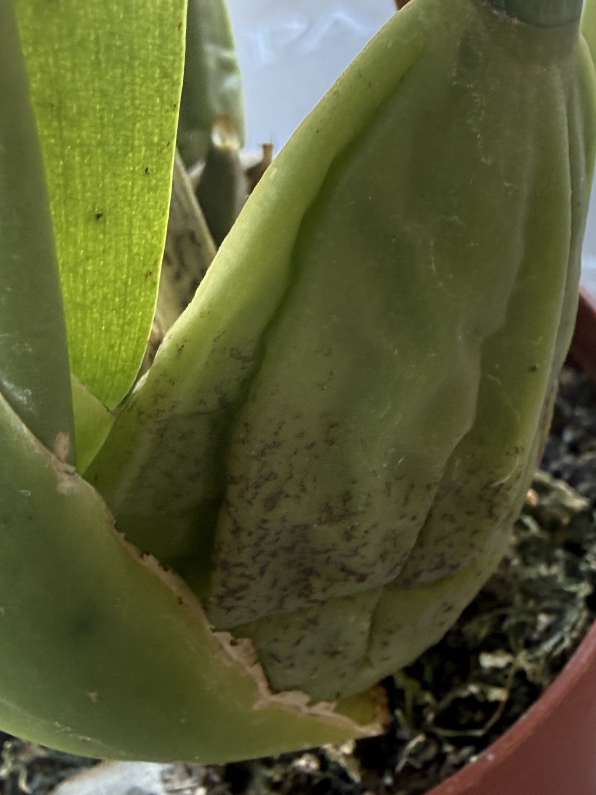 ORCHID PLANTS Onciduim with Dark blooms unnamed one rooted bulb not perfect no