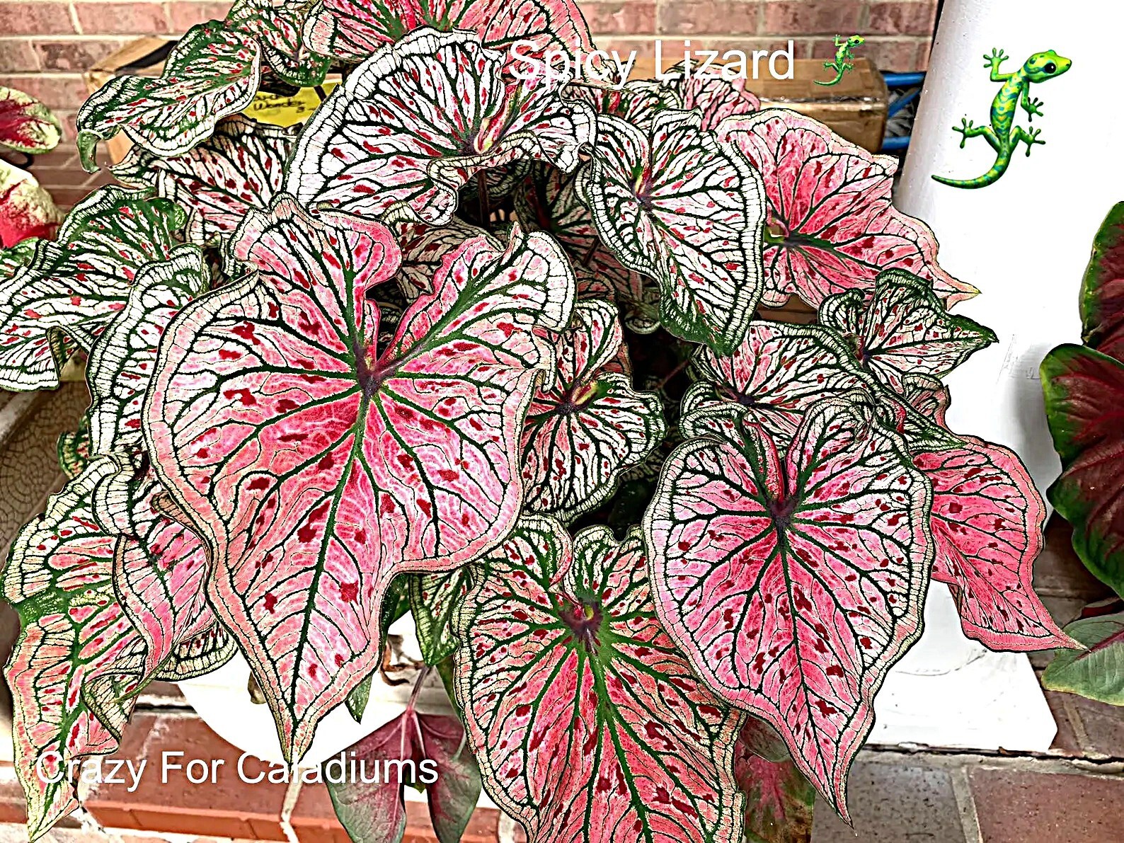 Caladium ‘Spicy Lizard’ Size #2 (2 BULBS)( (You get 2 bulbs)