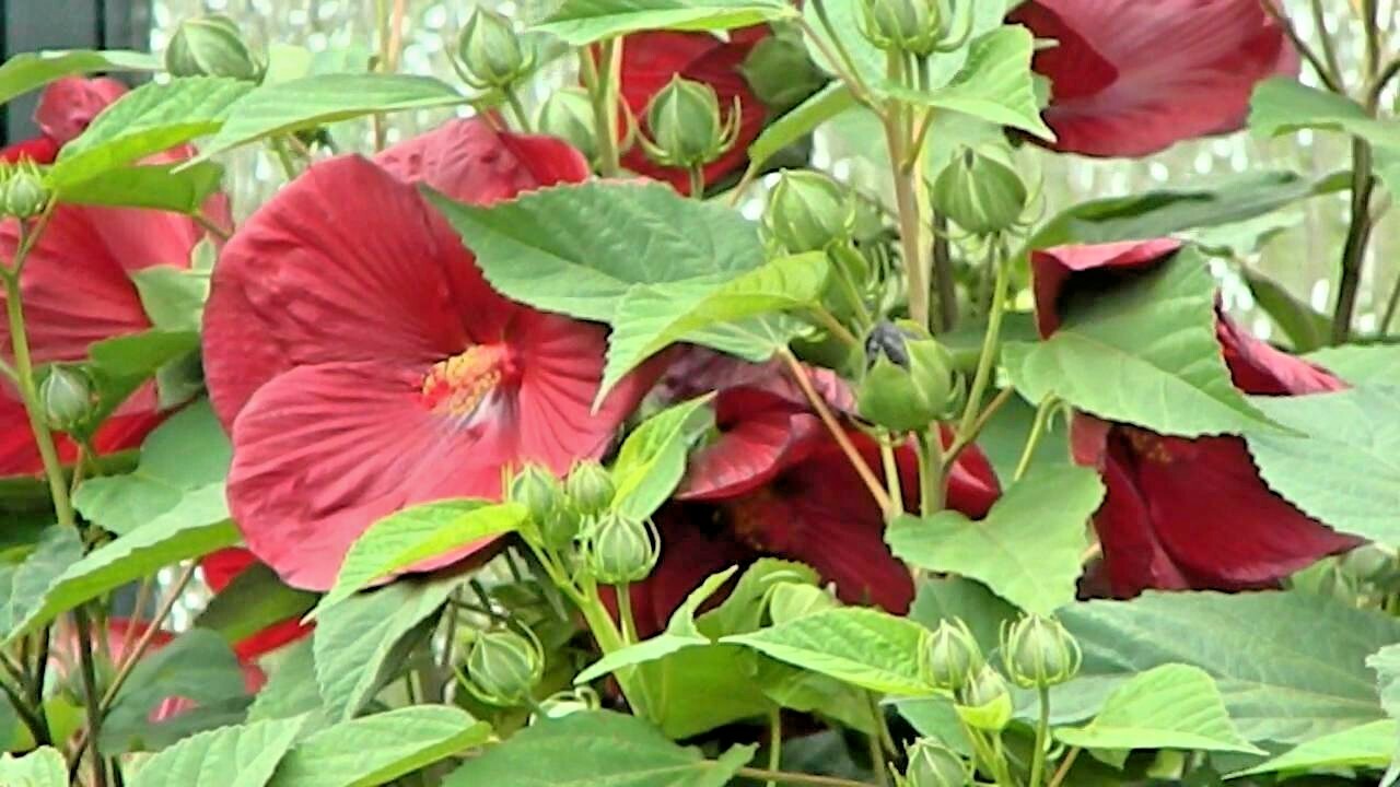 30 LUNA RED SWAMP MALLOW SEEDS – Hibiscus moscheutos ‘Luna Red’