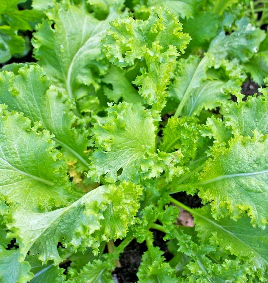 600+GIANT CURLED MUSTARD Seeds Heirloom Vegetable Garden Container Greens Easy