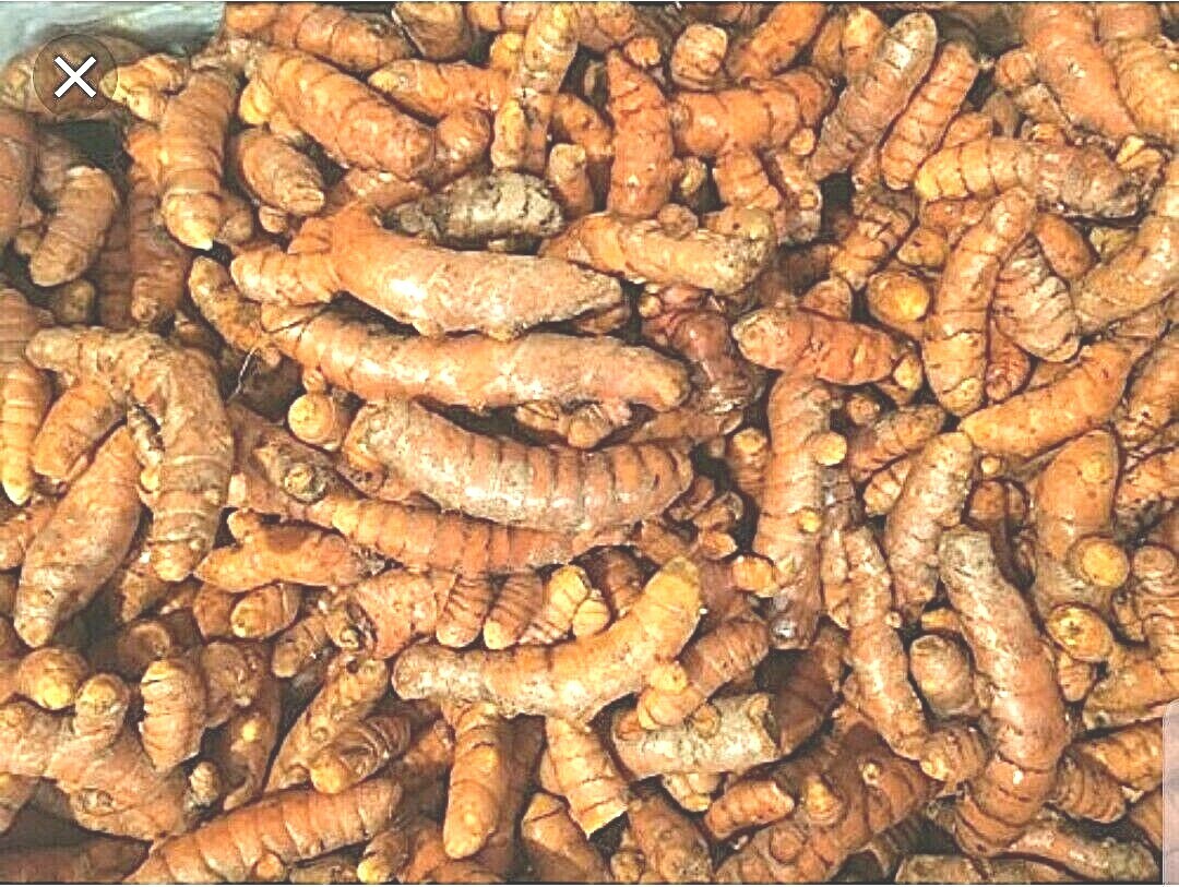 Organic Turmeric Roots Curcuma Longa for Tea, Spices, Seasoning, Healthy