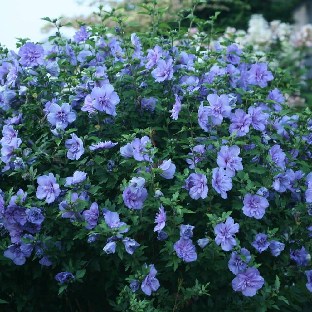 2 Gal. Blue Chiffon Rose of Sharon (Hibiscus) Plant with Blue Flowers
