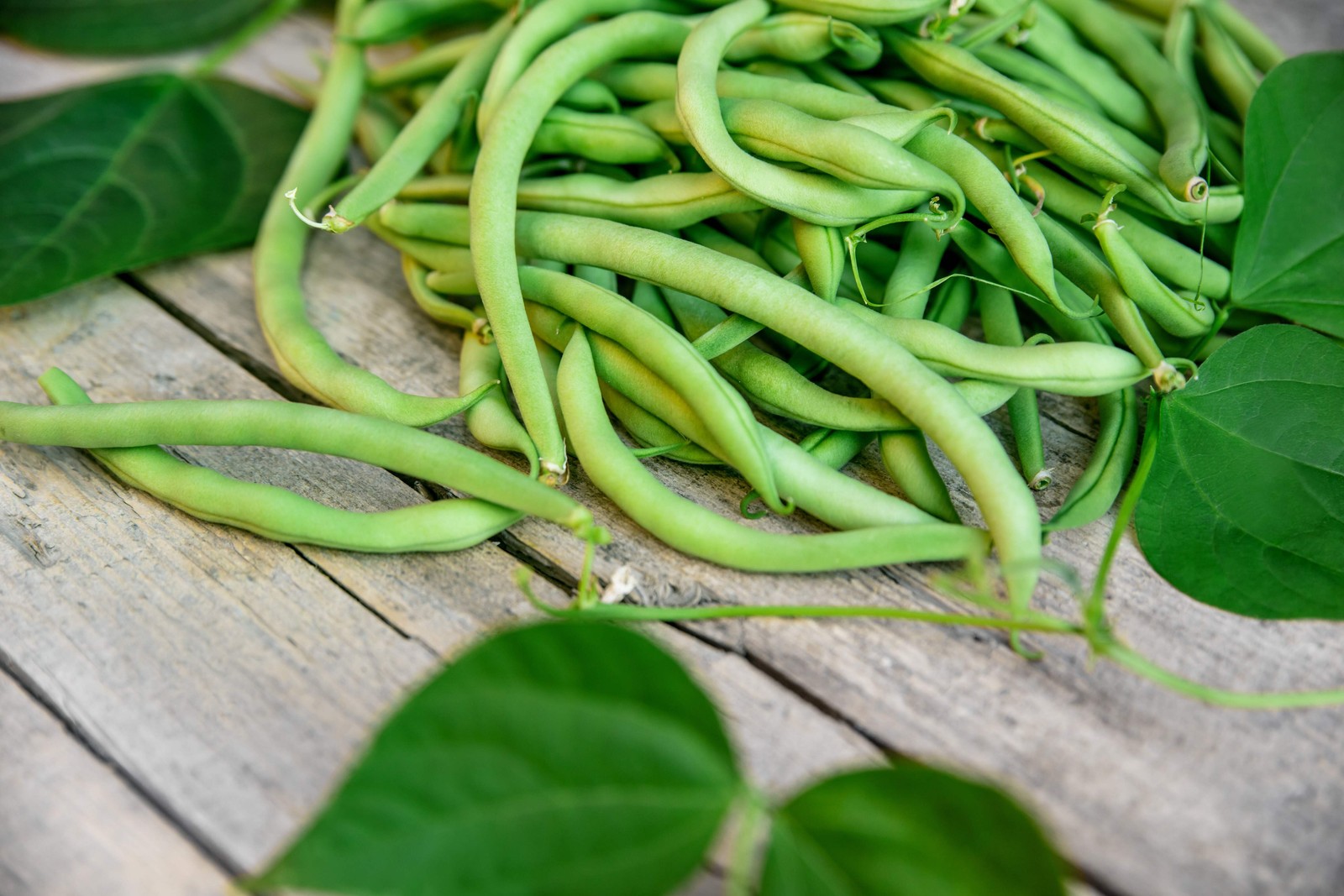 40 GREEN BEAN PROVIDER Phaseolus Vulgaris Vegetable Seeds