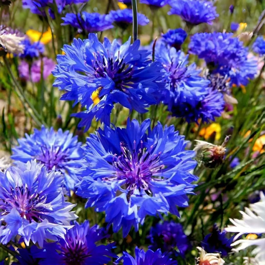 5000 Count Premium Cornflower Seeds, Non-GMO Heirloom, High Germination Rate, Ha