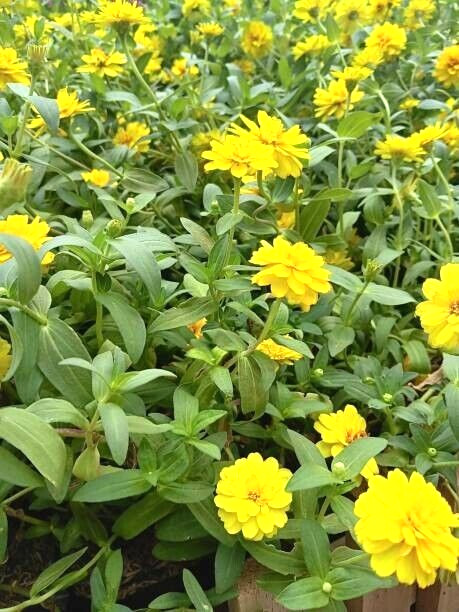 100 CANARY BIRD ZINNIA SEEDS | SALE FREE SHIPPING NON GMO HEIRLOOM