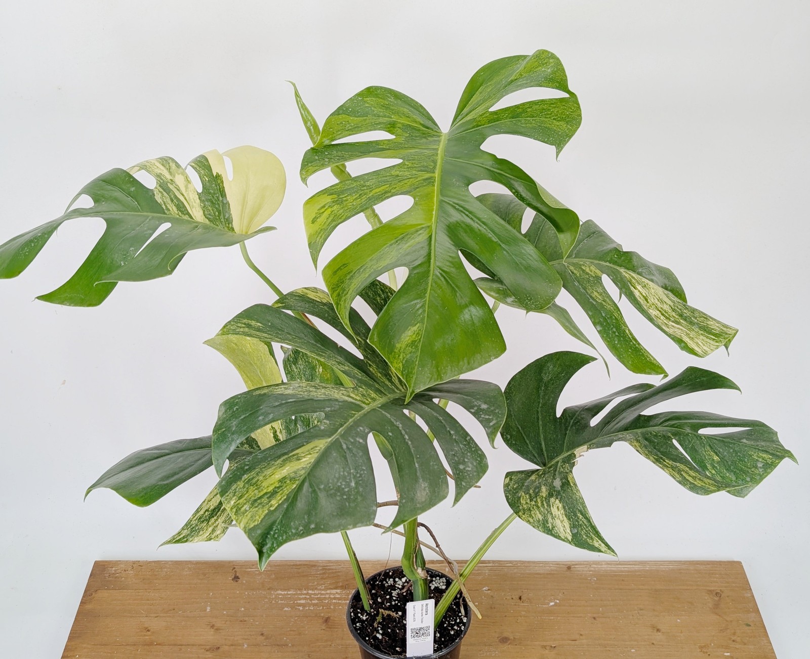 Monstera Aurea Tricolor – Approx 2ft Tall – Mature Exact Plant #26B – 6″ Pot