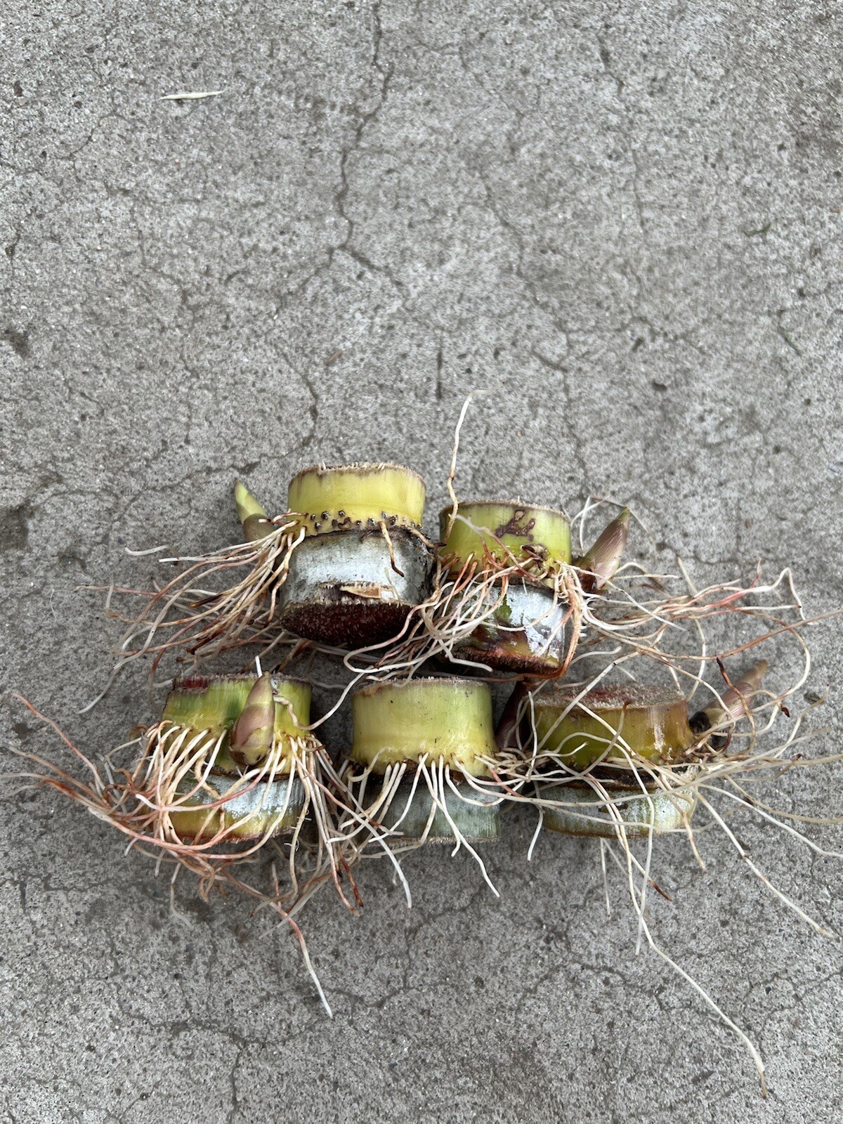 5 Rooted Sugarcane Cutting Tropical Live Plant Ready To Grow
