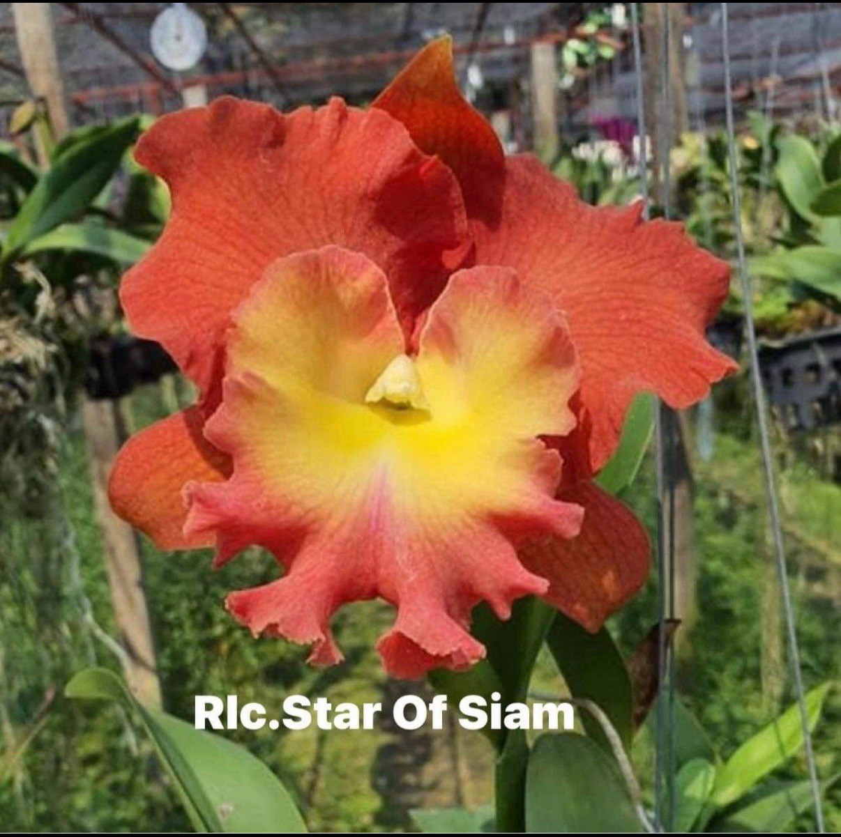 Rlc Star Of Siam Red Yellow Pink Fragrant Mericlone Orchid Hybrid 4” Pot