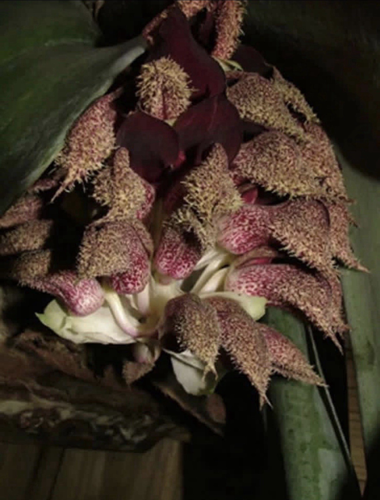 Bulbophyllum phalaenopsis Species Orchid Plant 0704
