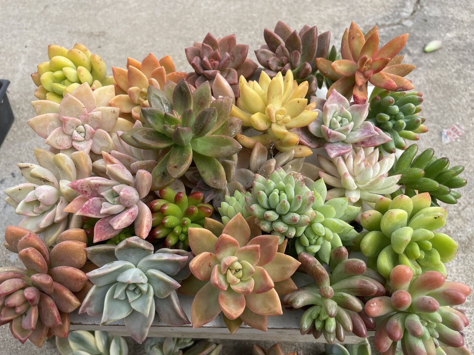 30 colorful cutting succulents (pink, Red,Yellow Orange, Burgundy, Pastel,green)