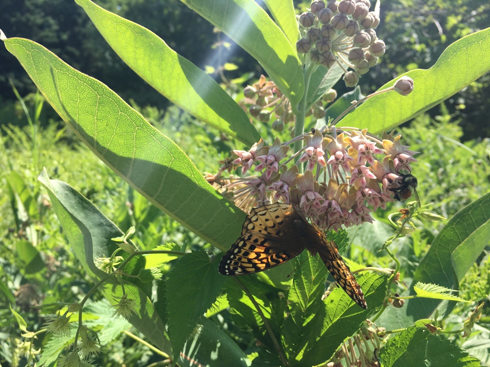 Asclepias syriaca 500 Seeds – Common Milkweed