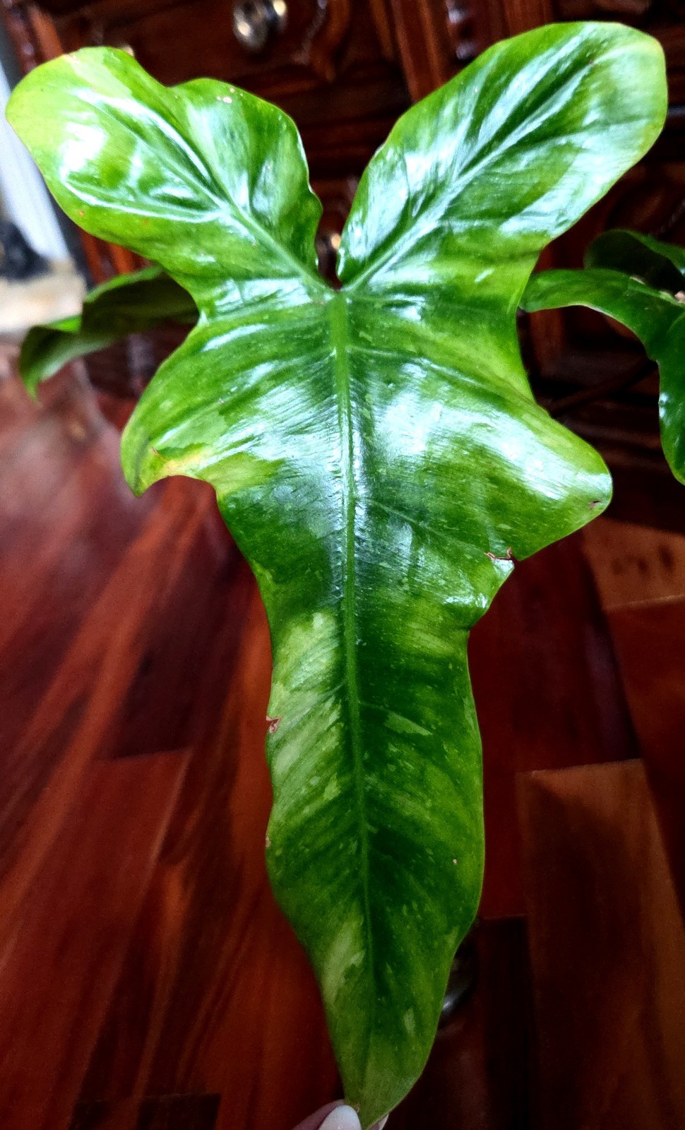 Rare Philodendron Minty GOG Florida Beauty X Radiatum 22″ Tall Not Monstera