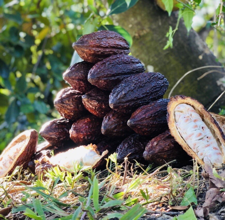 1 PACK PREMIUM FRESH WHOLE COCOA POD EXOTIC FRUIT HAND PICKED FREE SHIPPING
