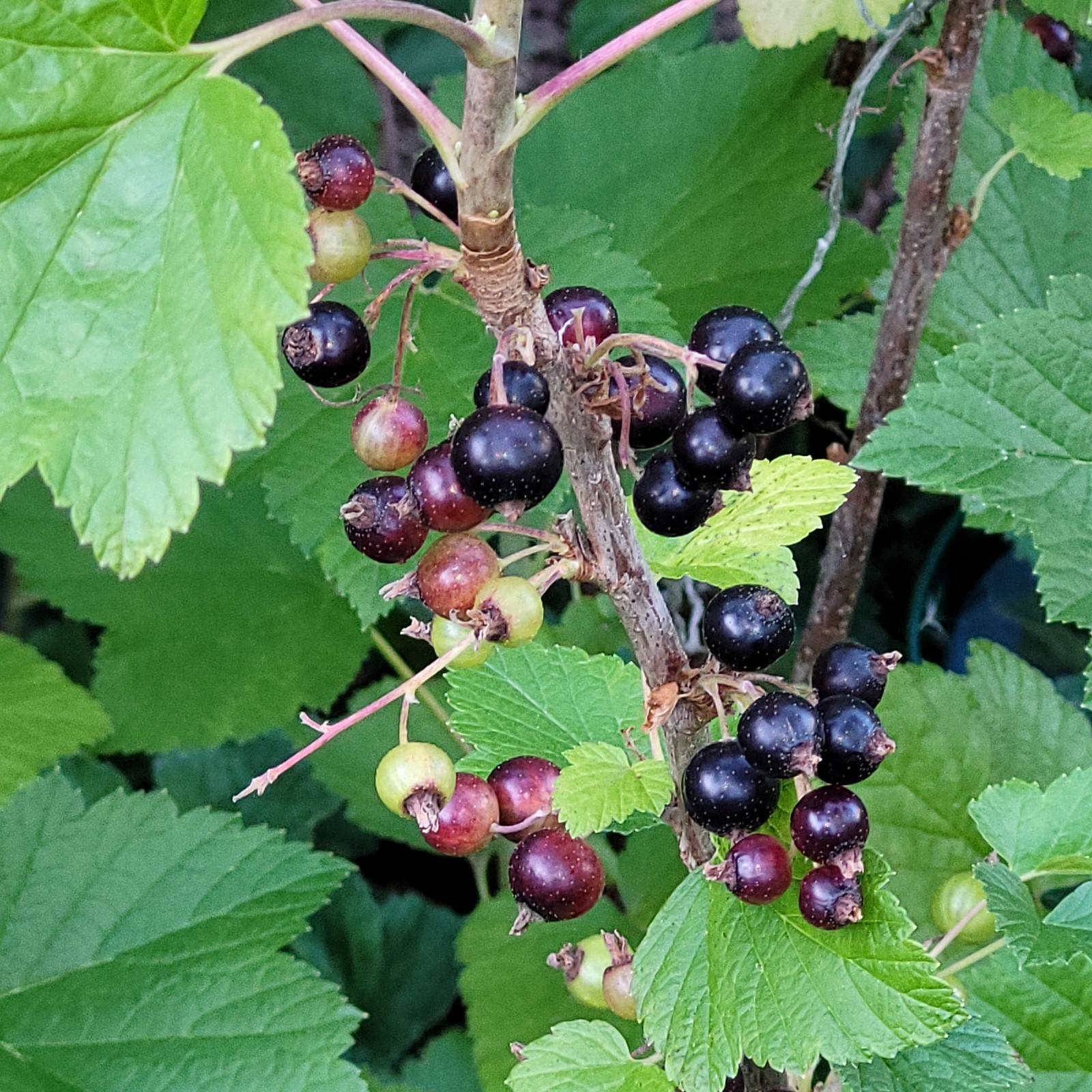6 Black Currant Ribes Nigrum Fresh Helathy Cuttings Unrooted Zones 3-8 Hardy