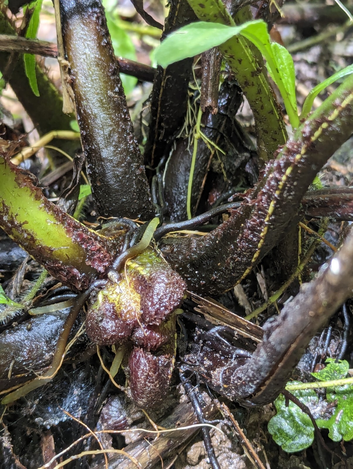 x2 EX Rare : LIVE : Danaea Nodosa Fern 4 inch Exotic Unique Big Grower rainfores