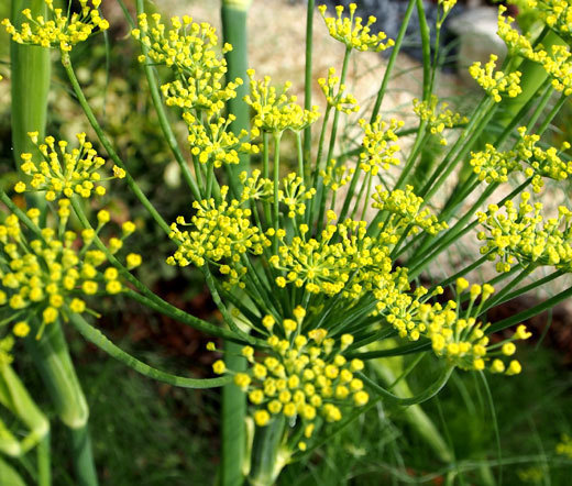 FENNEL FLORENCE ORGANIC Anise Foeniculum Vulgare – 100 Bulk Seeds