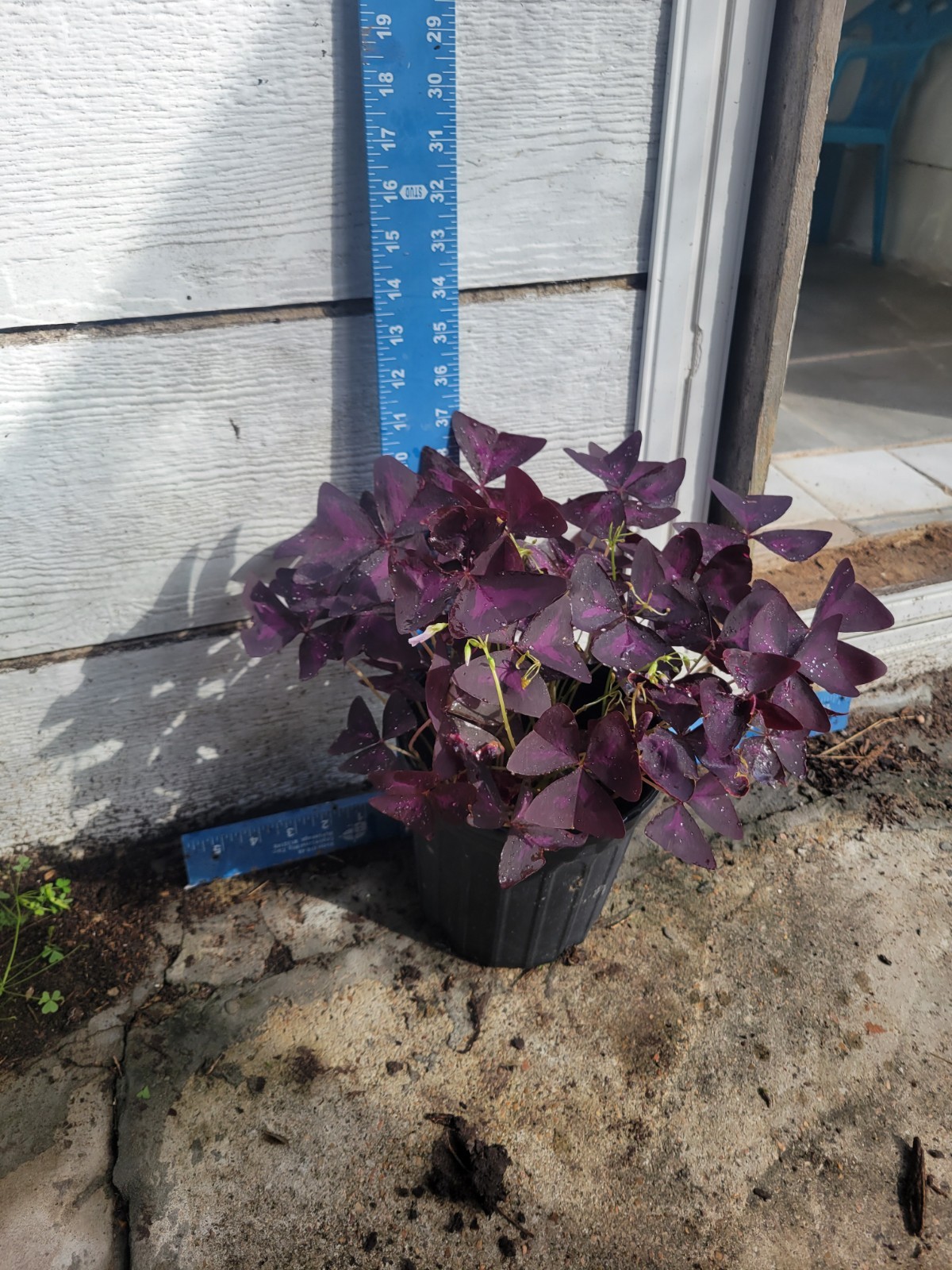 1 Purple Shamrock In 1 Gallon- Oxalis triangularis Bulbs Perennial Love Plant