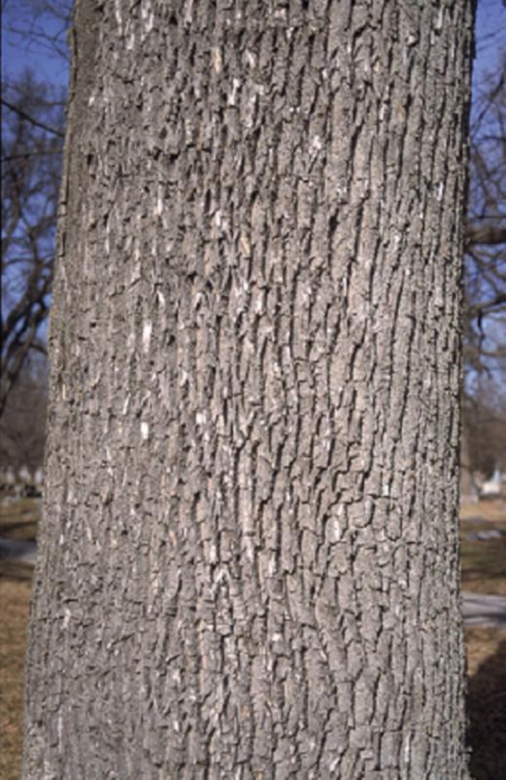 White A s h tree 1-2 ft tall bare root plant dormant