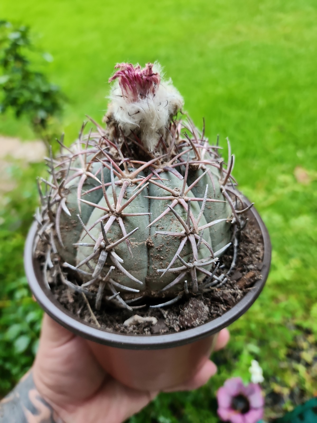 Large Echinocactus Horizonthalonius Horse Crippler Cactus Head BE1