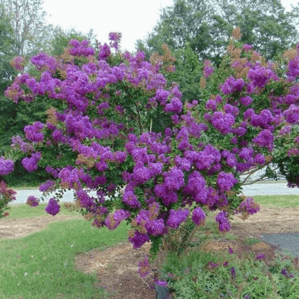 Velmas Royal Delight Crape Myrtle: Extremely Dark Purple Flowers Adorn this Uniq