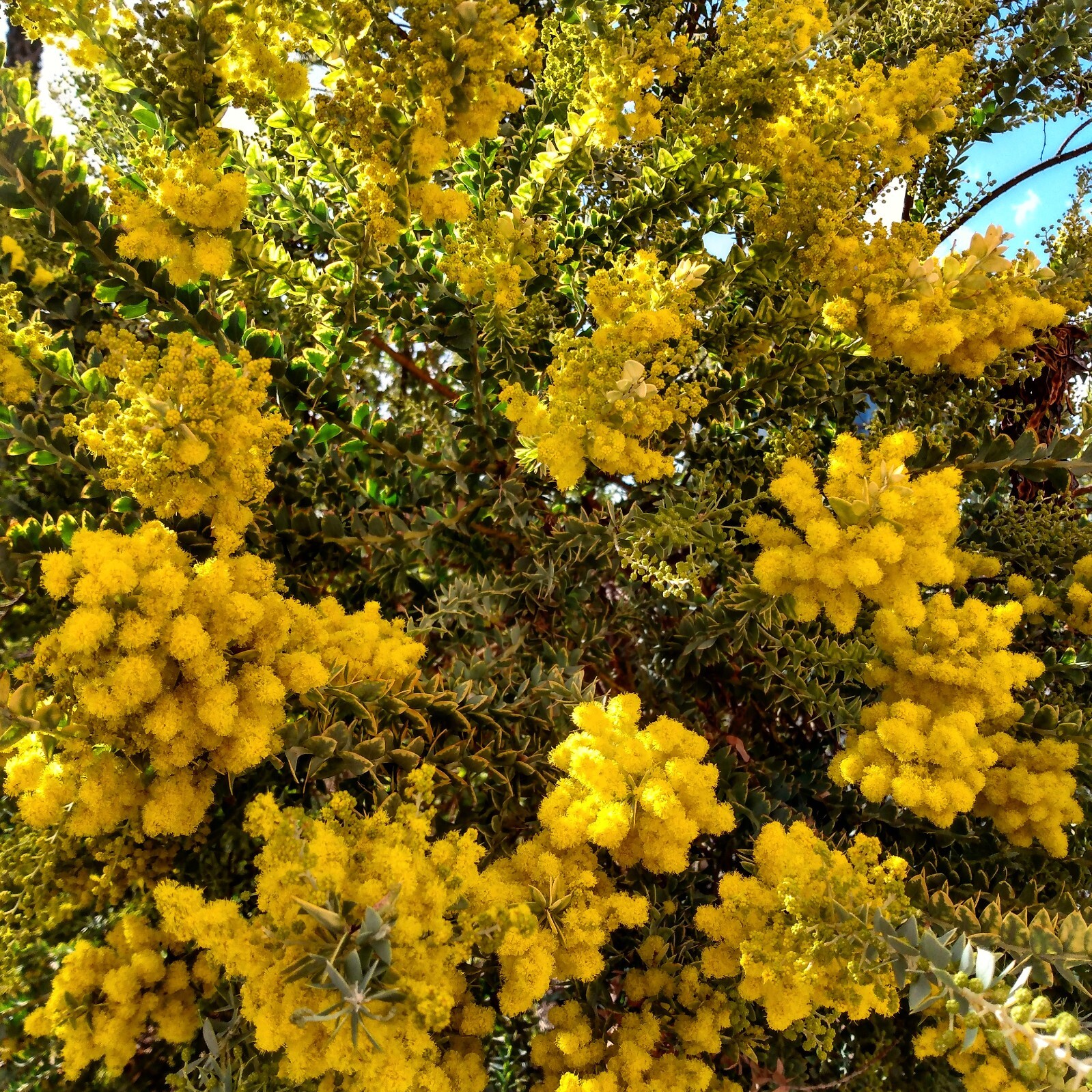 50+ Acacia species Seed Sample Pack – Australian Legume