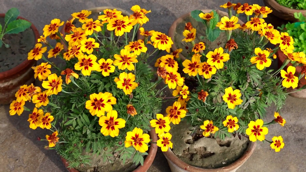 300+ FRENCH MARIGOLD “NAUGHTY MARIETTE” SEEDS FOR YOUR FLOWER POTS AND GARDENS