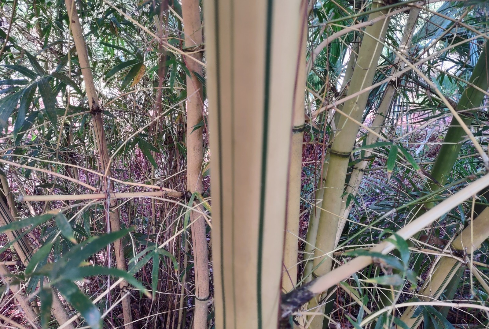 Hawaiian Gold / Painted Bamboo (Bambusa vulgaris ‘Vittata’) – One Rooted Cutting