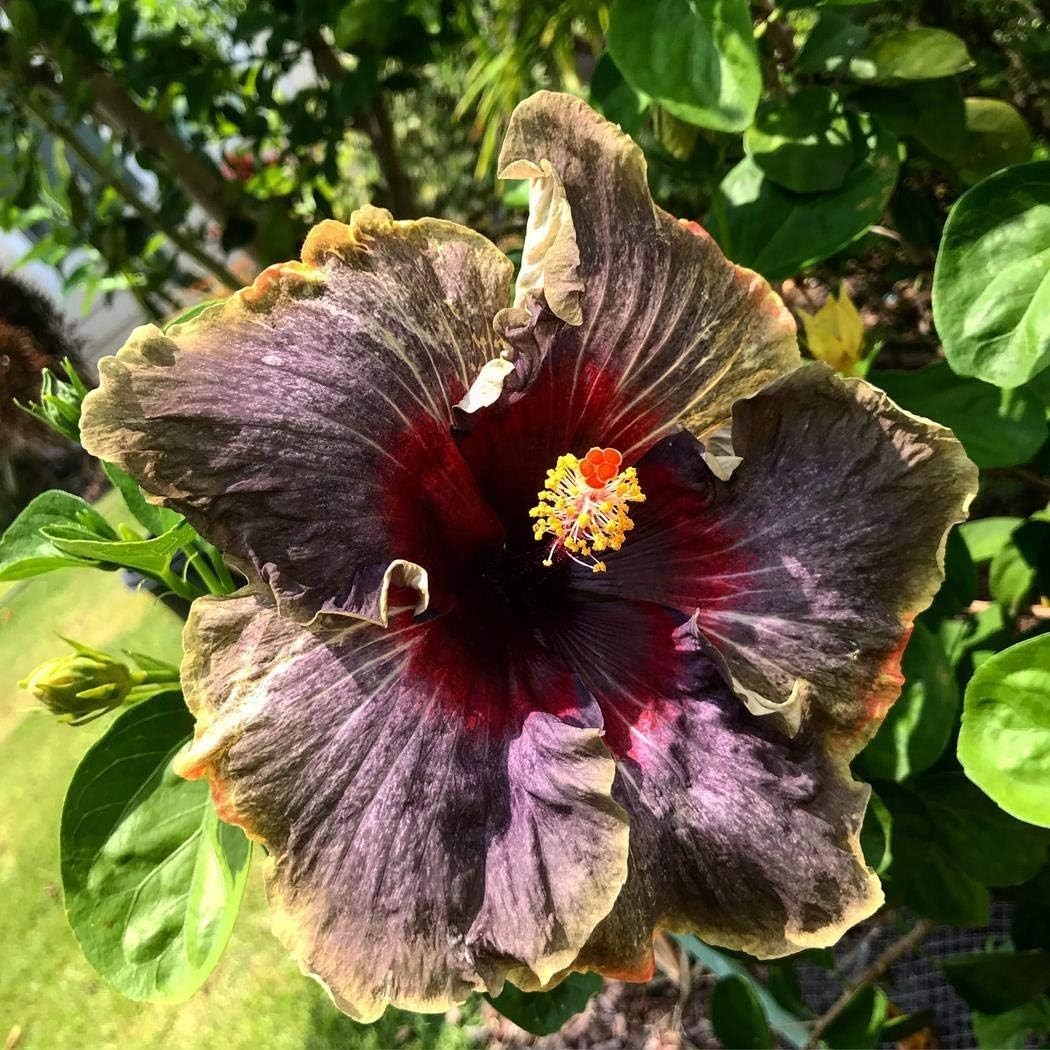 20PCS Black Rainbow Hibiscus Seeds for Vibrant Garden Blooms