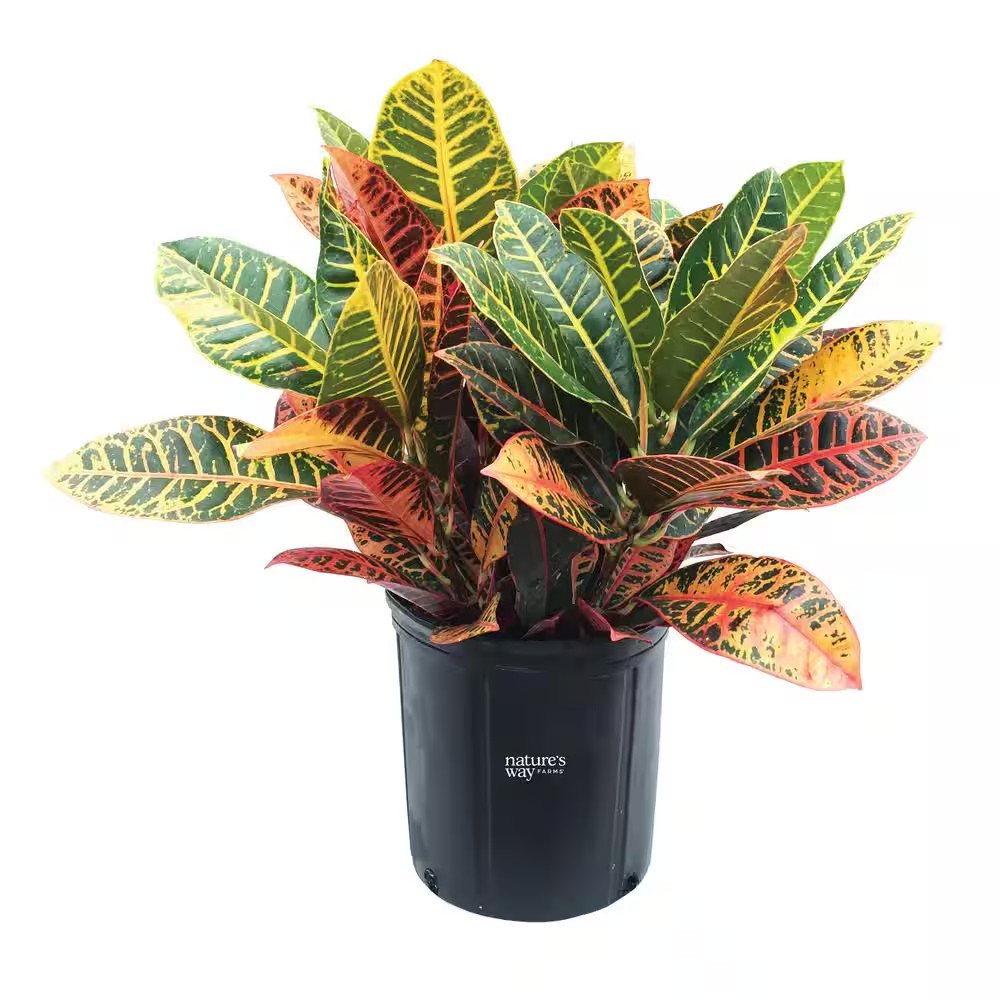 Croton Petra Live Outdoor Plant in Growers Pot Average Shipping Height 2-3 Ft. T
